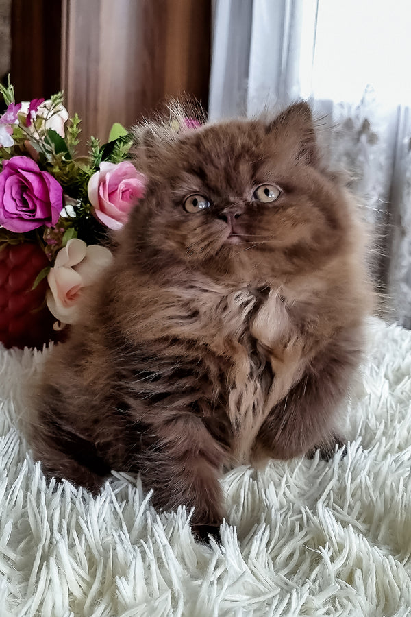Sirena | British Longhair Kitten