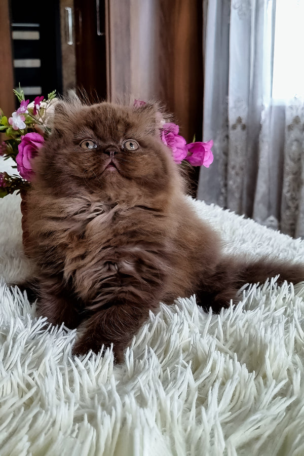 Sirena | British Longhair Kitten