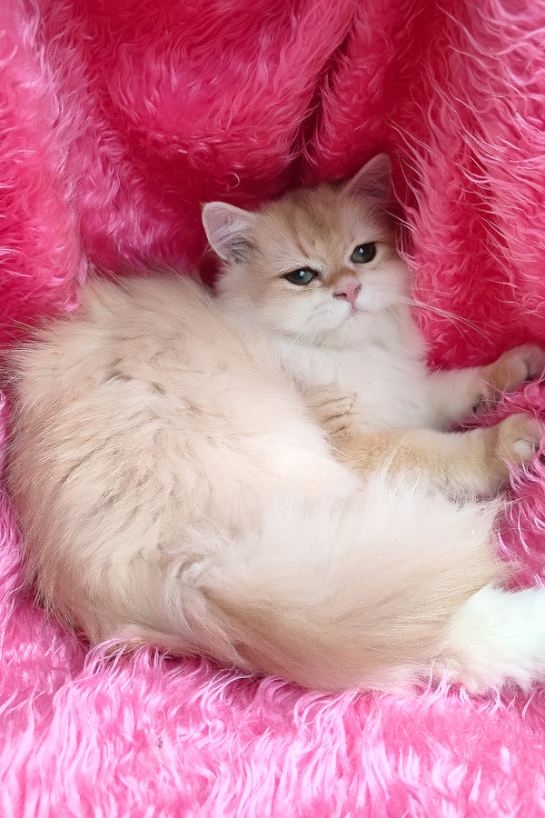 Sirius | British Longhair Kitten