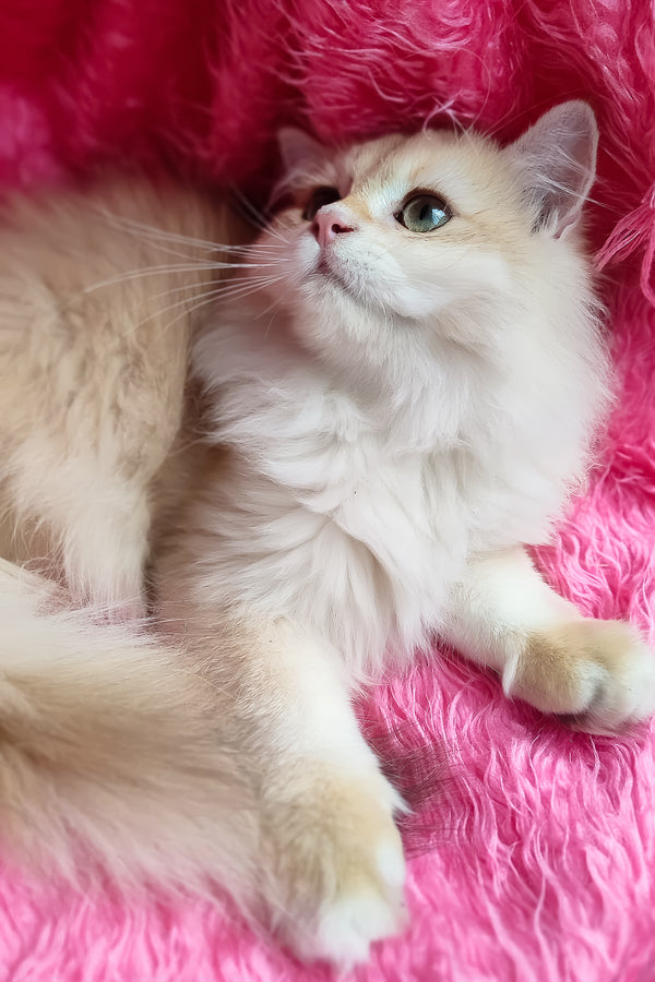 Sirius | British Longhair Kitten