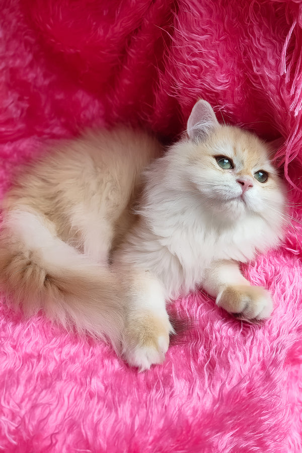 Sirius | British Longhair Kitten
