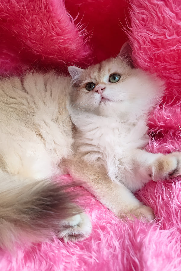 Sirius | British Longhair Kitten