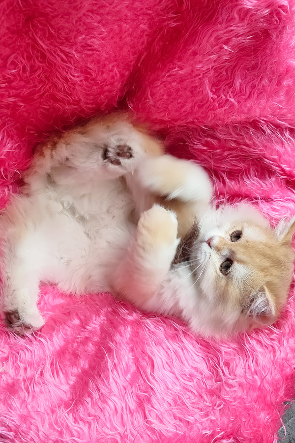 Sirius | British Longhair Kitten