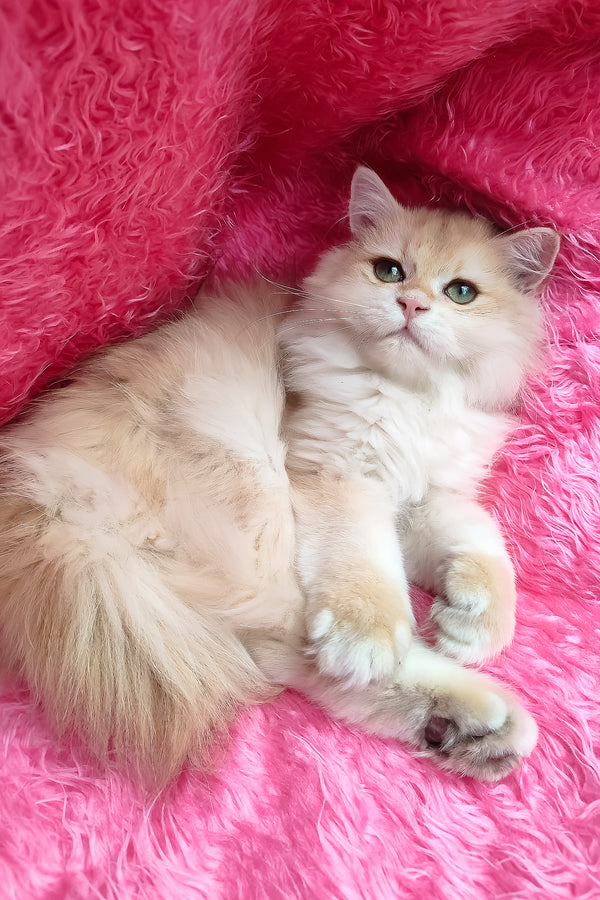 Sirius | British Longhair Kitten