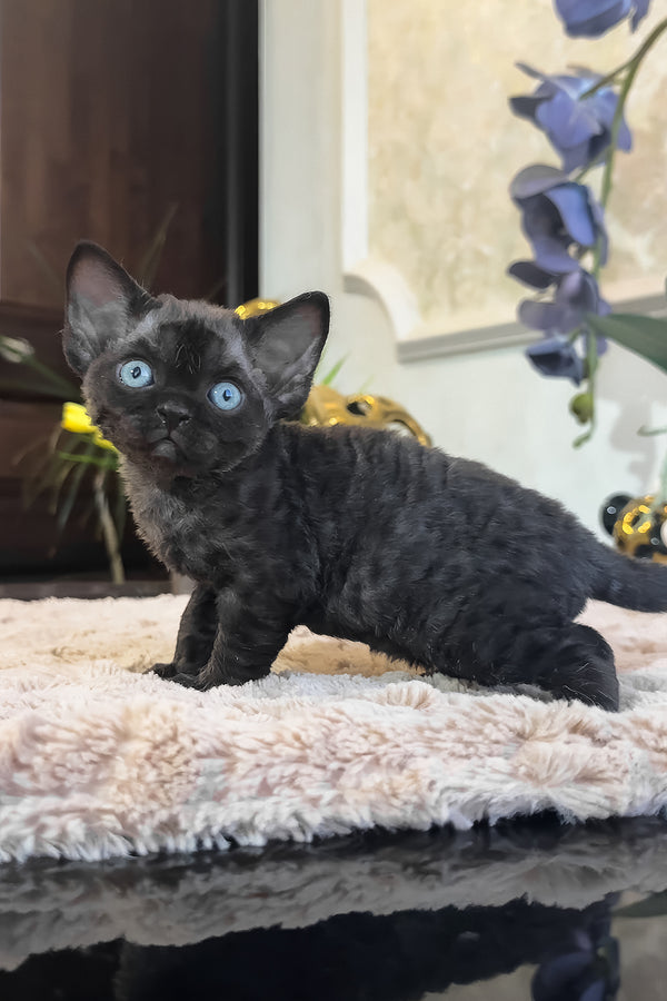 Skipper | Devon Rex Kitten