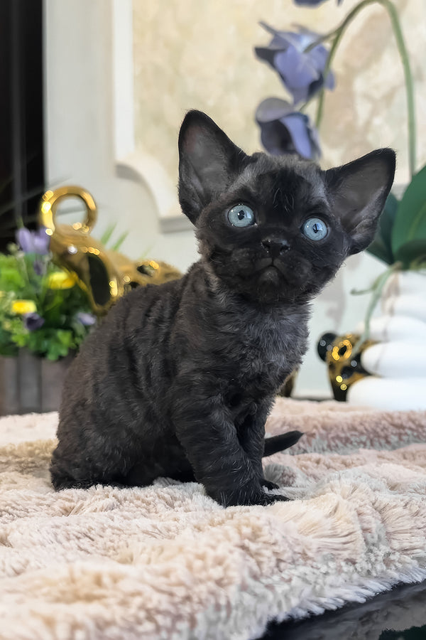 Skipper | Devon Rex Kitten