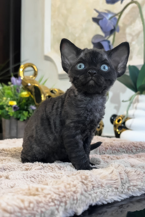 Skipper | Devon Rex Kitten