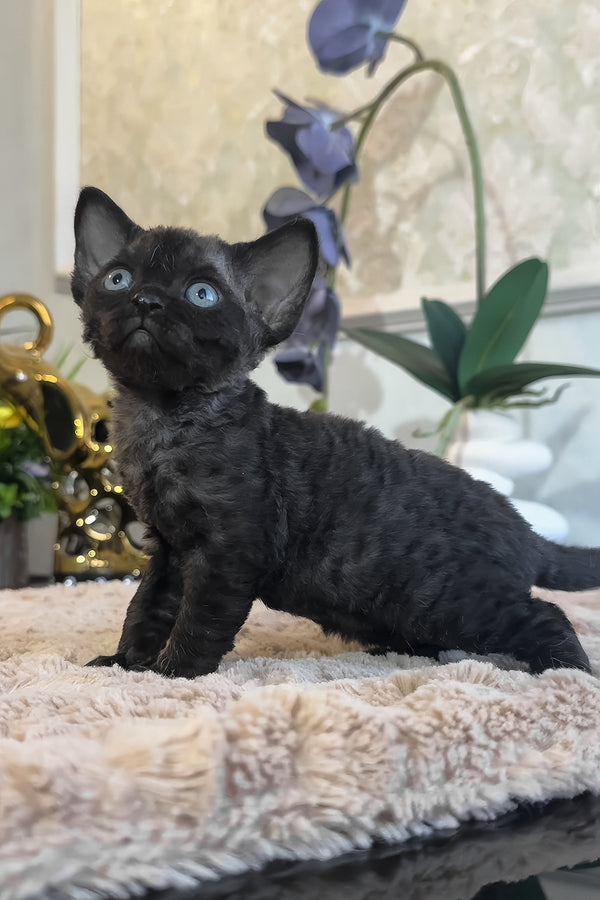 Skipper | Devon Rex Kitten