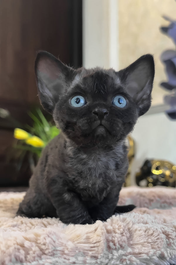 Skipper | Devon Rex Kitten