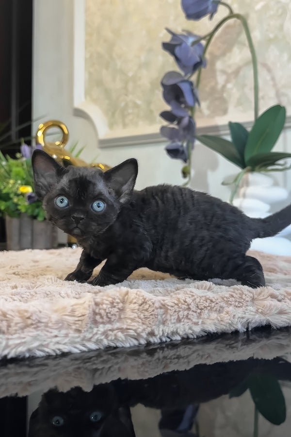 Skipper | Devon Rex Kitten
