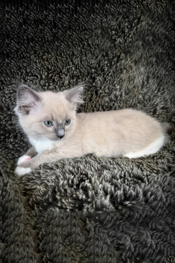 Snickerdoodle | Cherubim Ragdoll Kitten