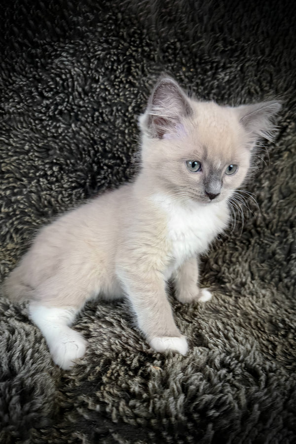 Snickerdoodle | Cherubim Ragdoll Kitten