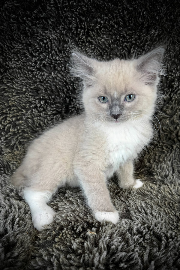 Snickerdoodle | Cherubim Ragdoll Kitten