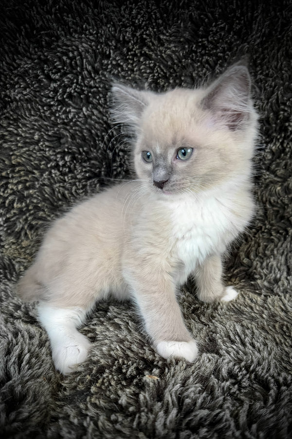 Snickerdoodle | Cherubim Ragdoll Kitten