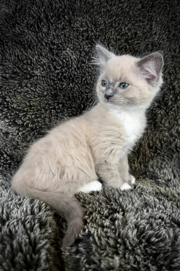 Snickerdoodle | Cherubim Ragdoll Kitten