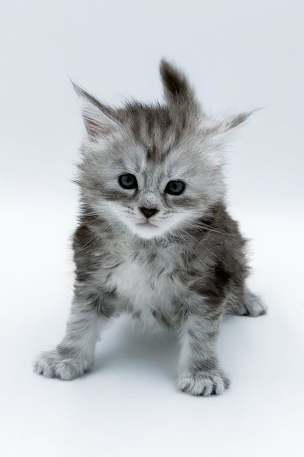 Sofi maine coon kitten fluffy silver tabby with white chest and dark eyes blue smoke color health guarantee