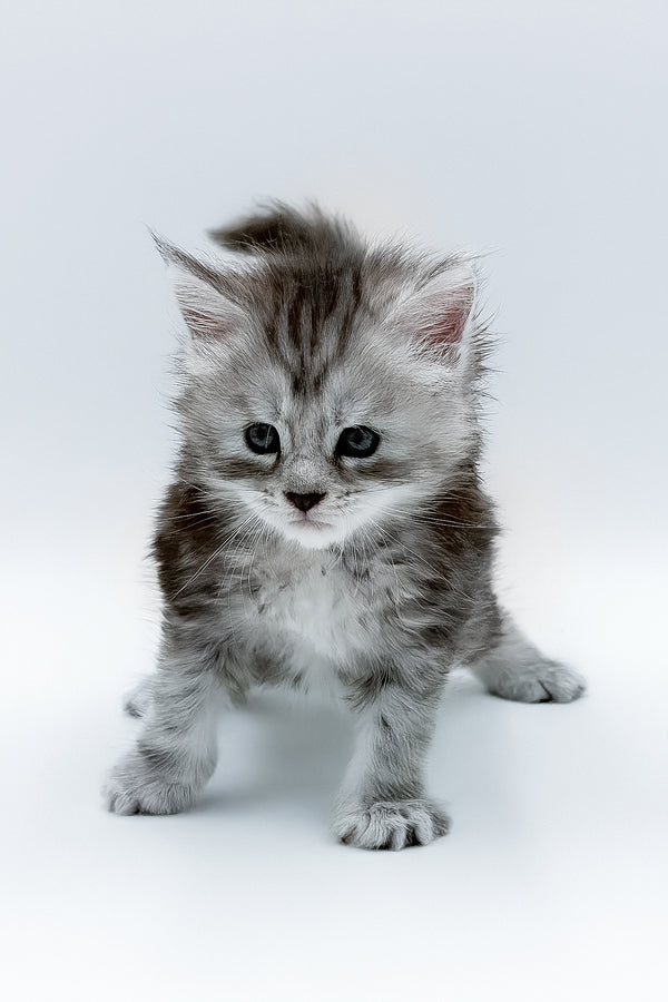 A fluffy silver tabby maine coon kitten with soft striped fur and white chest featuring a health guarantee blue smoke look