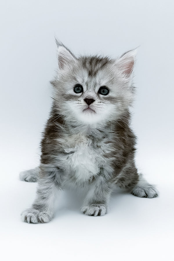 Sofi maine coon kitten with blue smoke fur, fluffy white chest, and striking dark eyes, comes with health guarantee