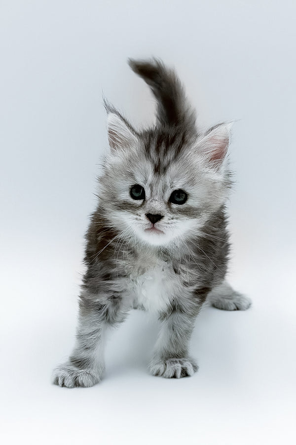 A fluffy silver maine coon kitten with a white chest blue smoke fur and health guarantee perfect for pet lovers