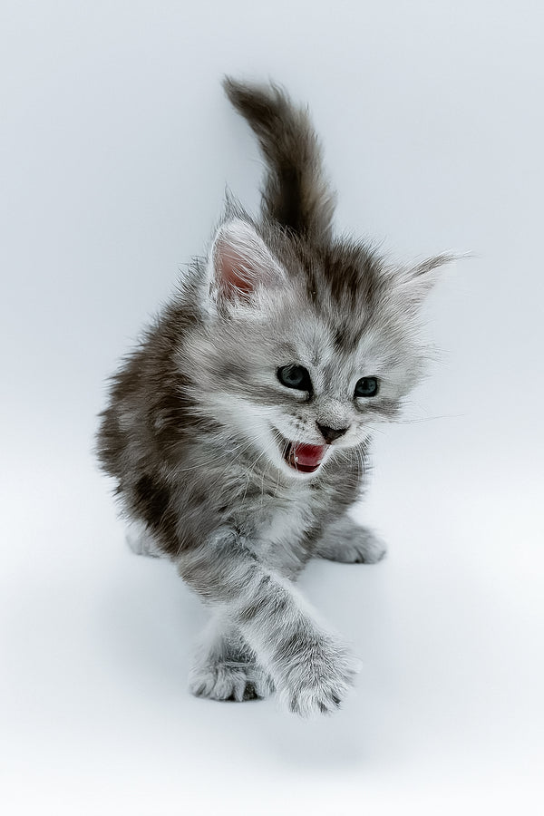 A fluffy silver tabby maine coon kitten with bright green eyes and playful expression for health guarantee buyers