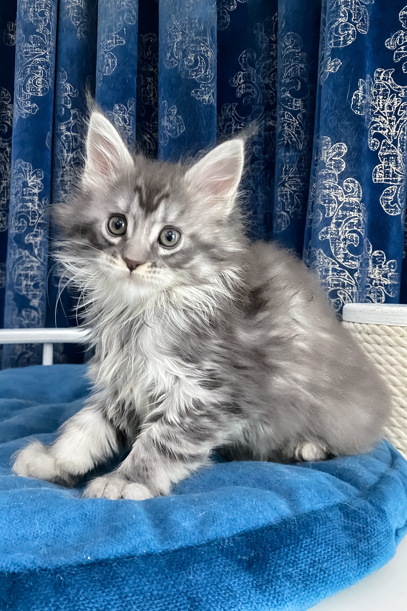 Solana Stunning Black Silver Marble Maine Coon Kitten