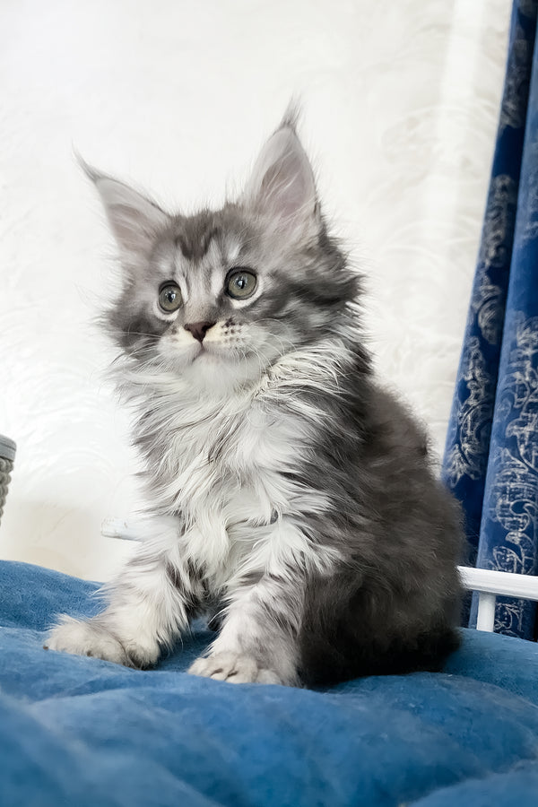 Solana  | Maine Coon Kitten