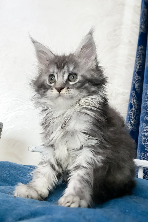 Solana  | Maine Coon Kitten