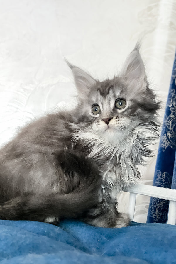 Solana  | Maine Coon Kitten