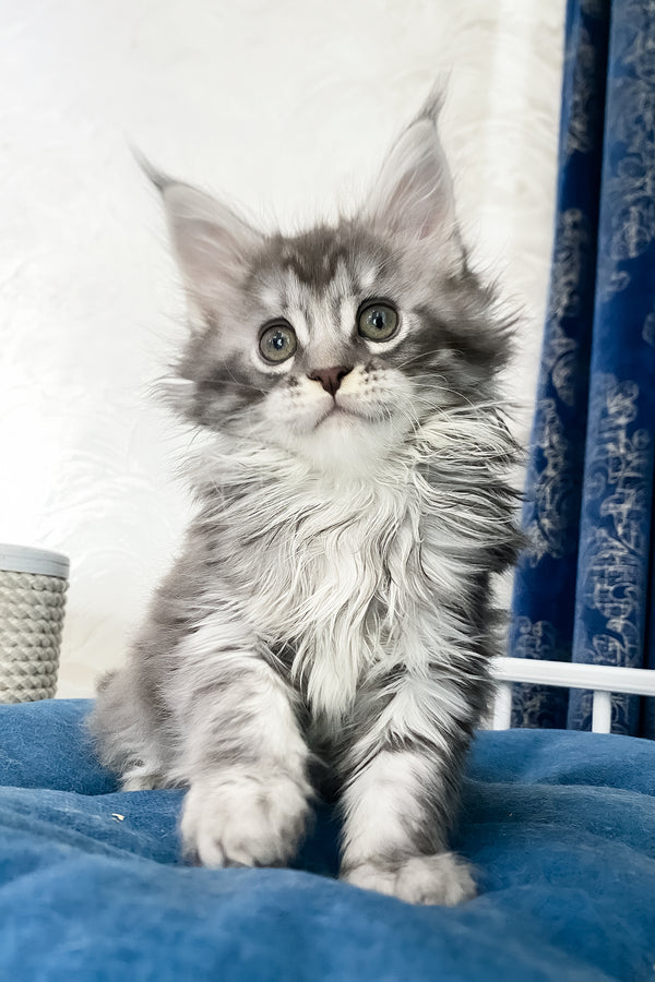 Solana  | Maine Coon Kitten