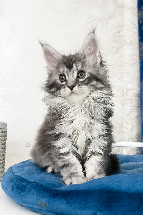 Solana  | Maine Coon Kitten