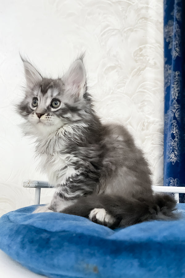 Solana  | Maine Coon Kitten