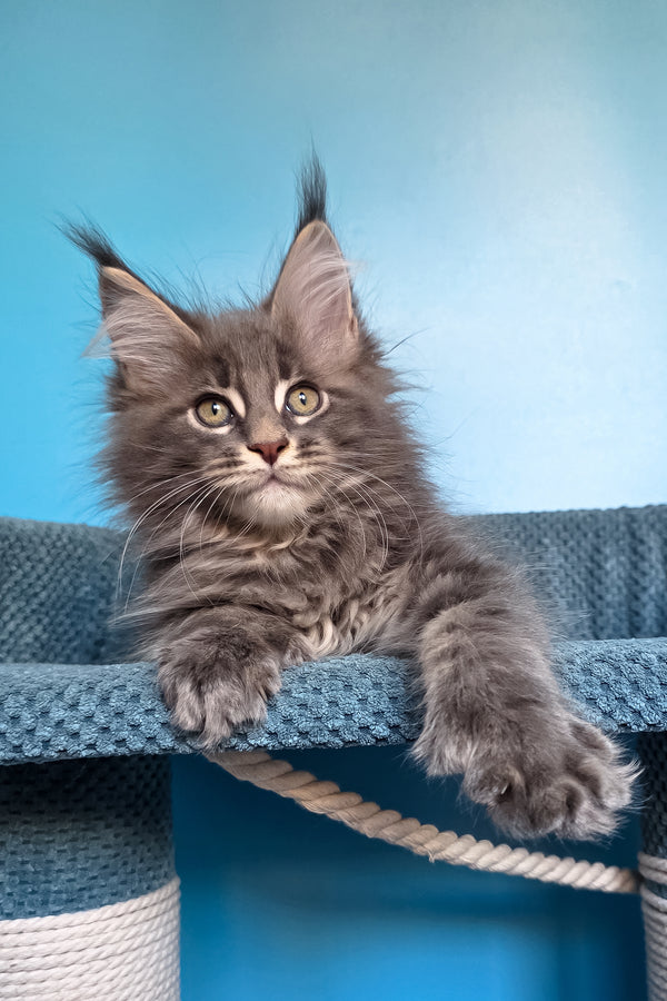 Spark | Polydactyl Maine Coon Kitten