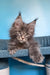 Spark | Polydactyl Maine Coon Kitten