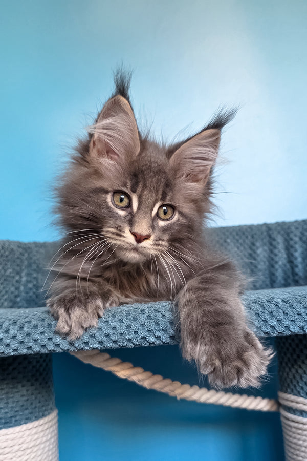 Spark | Polydactyl Maine Coon Kitten