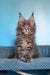 Spark | Polydactyl Maine Coon Kitten