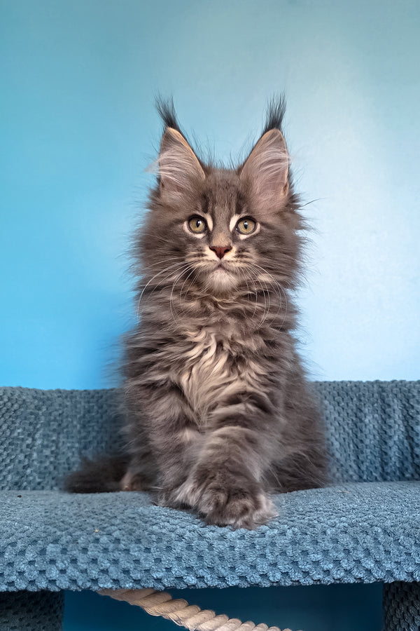 Spark | Polydactyl Maine Coon Kitten