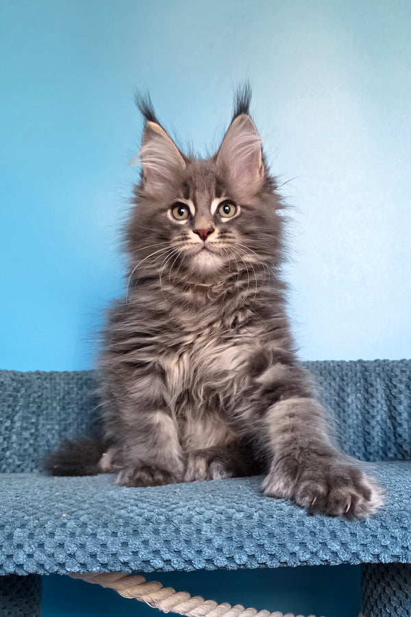 Spark | Polydactyl Maine Coon Kitten