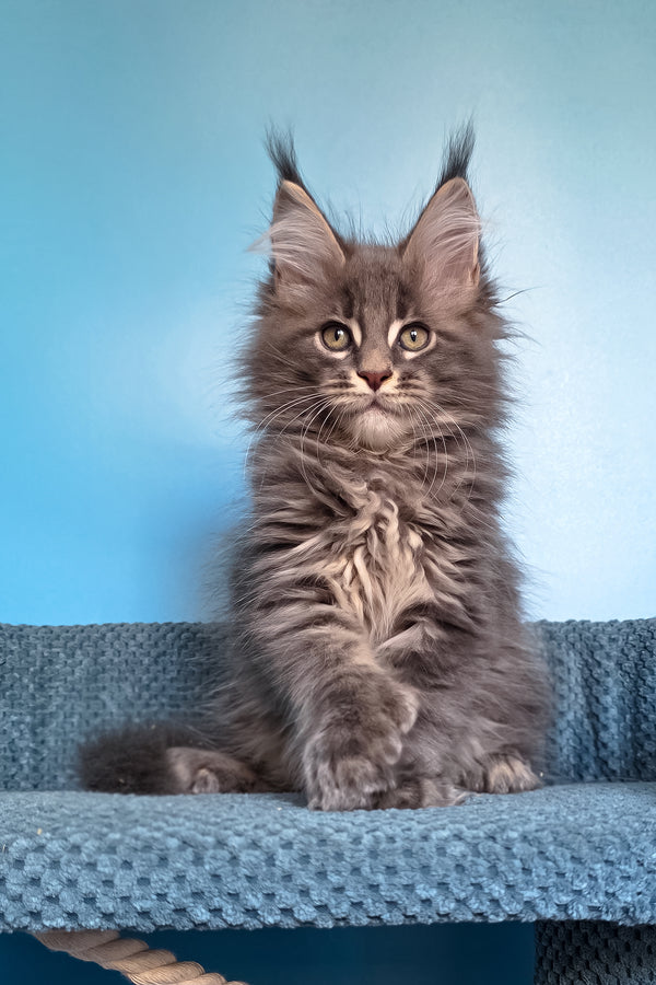 Spark | Polydactyl Maine Coon Kitten
