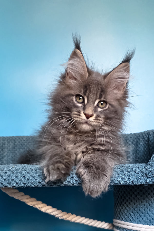 Spark | Polydactyl Maine Coon Kitten