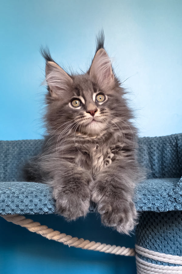 Spark | Polydactyl Maine Coon Kitten