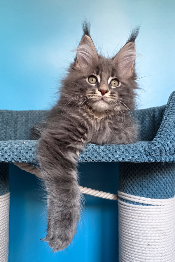 Spark | Polydactyl Maine Coon Kitten