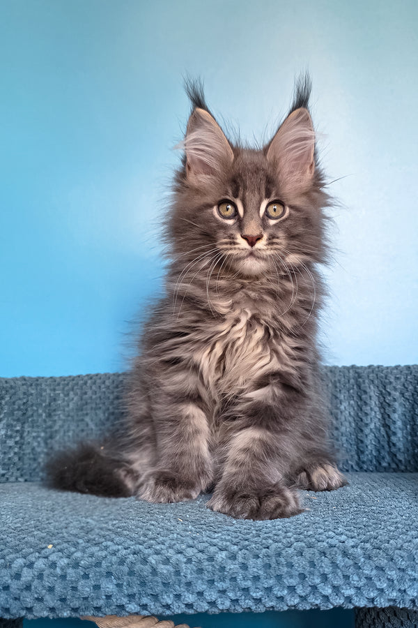 Spark | Polydactyl Maine Coon Kitten