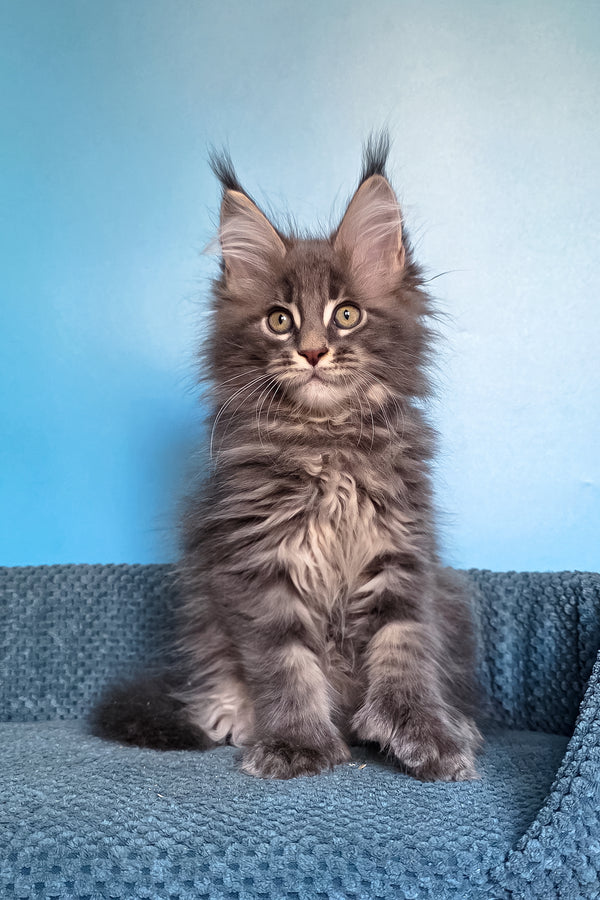 Spark | Polydactyl Maine Coon Kitten