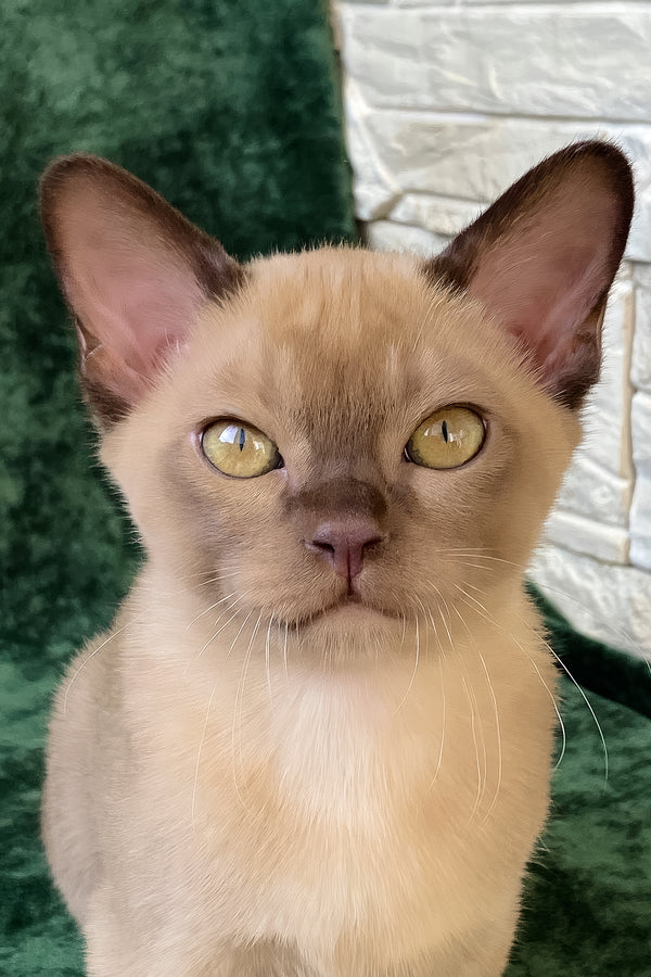Spartacus | Burmese Kitten