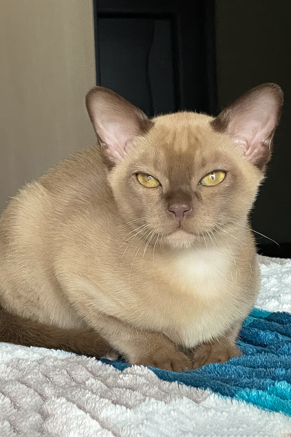 Spartacus | Burmese Kitten