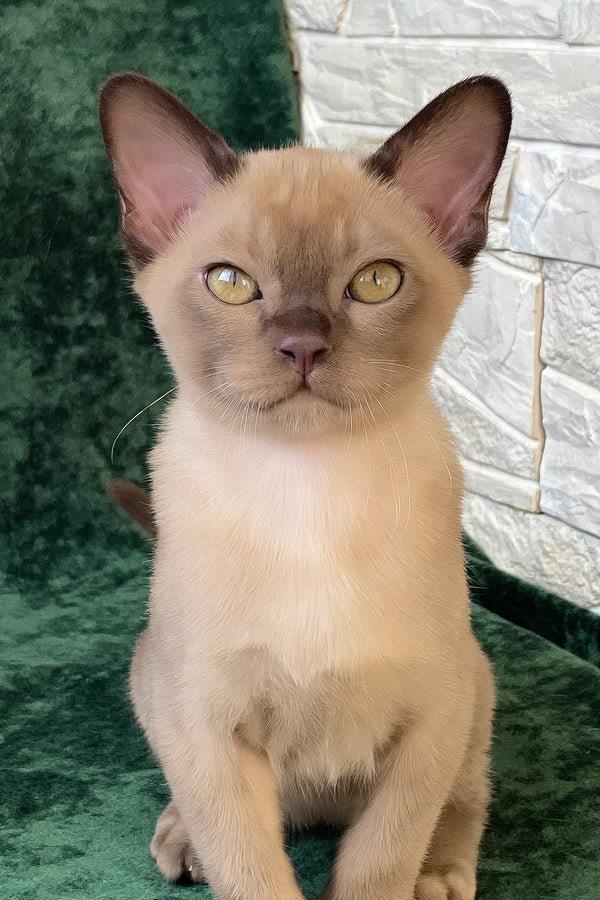 Spartacus | Burmese Kitten
