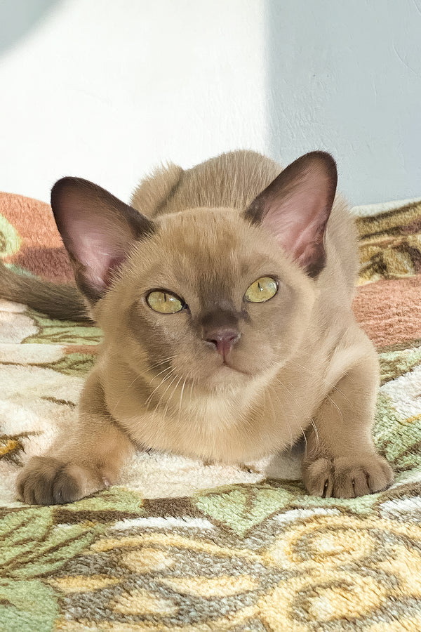 Spartacus | Burmese Kitten