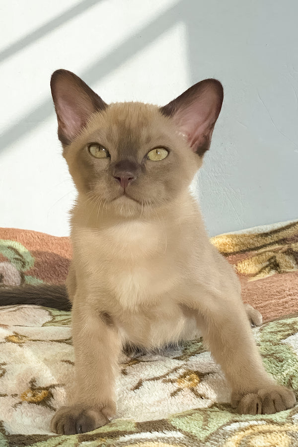 Spartacus | Burmese Kitten