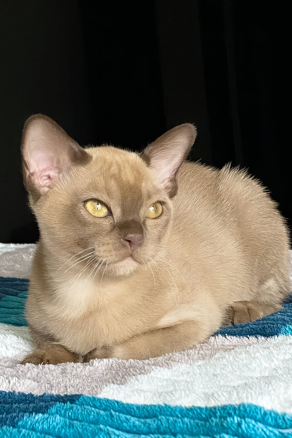 Spartacus | Burmese Kitten