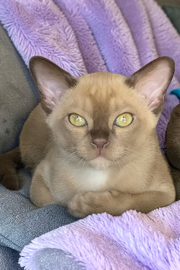 Spartacus | Burmese Kitten